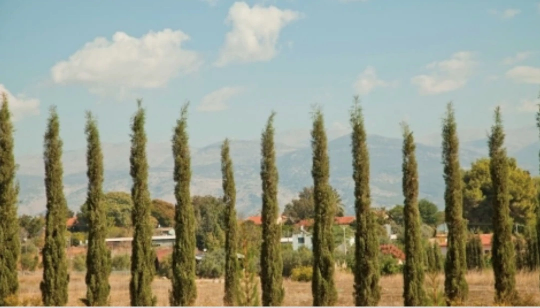 שורה של ברושים גבוהים ודקים בשדה יבש, מאחוריהם בתים עם גגות אדומים ועצים, ובאופק רכס הרים מעורפל תחת שמיים כחולים עם עננים.
